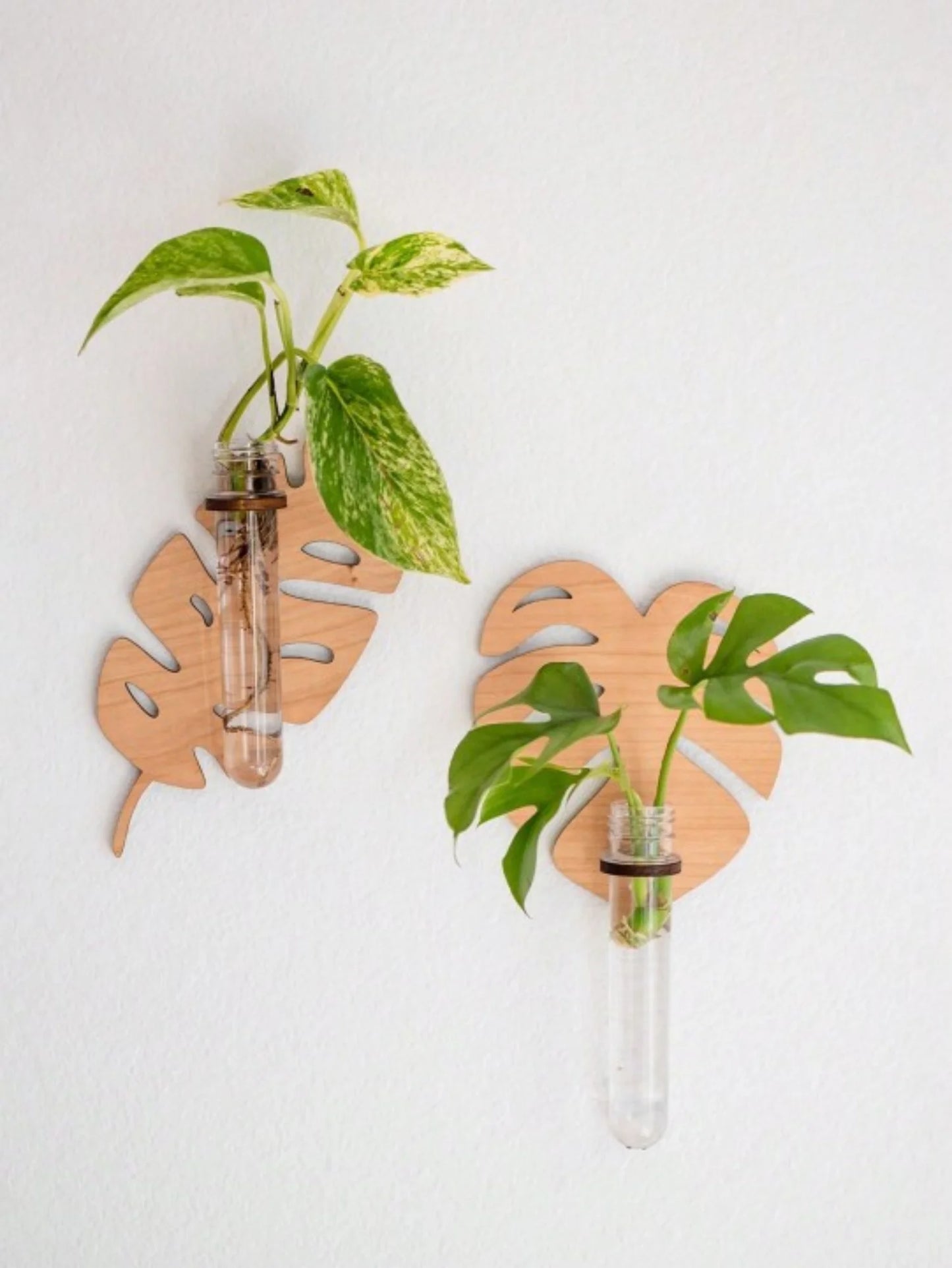 1/2 Pcs Wooden Monstera Leaf Shape Wall Mounted Hydroponics Tubes - Brand New